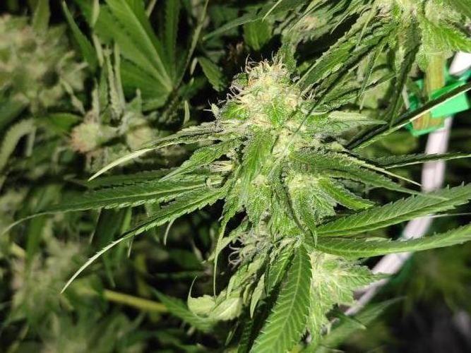 Las Morras (bio organic). Week 10