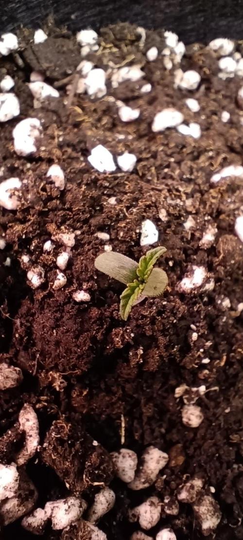 Ismeretlen #2. Week 1