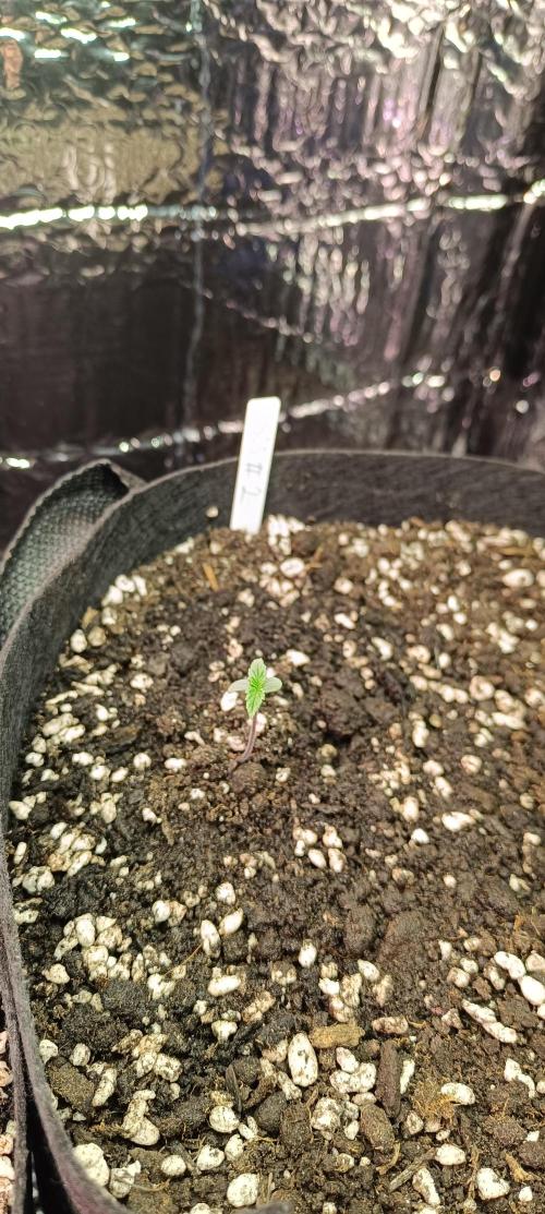 Ismeretlen #2. Week 1