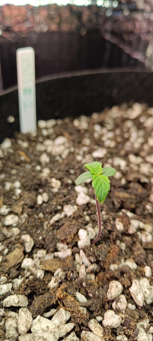 Ismeretlen #2. Week 1