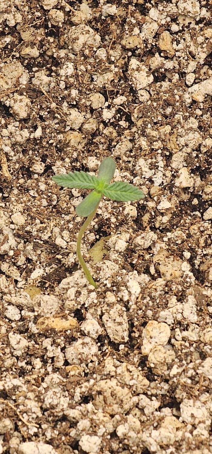 Mixed Purples. Week 0