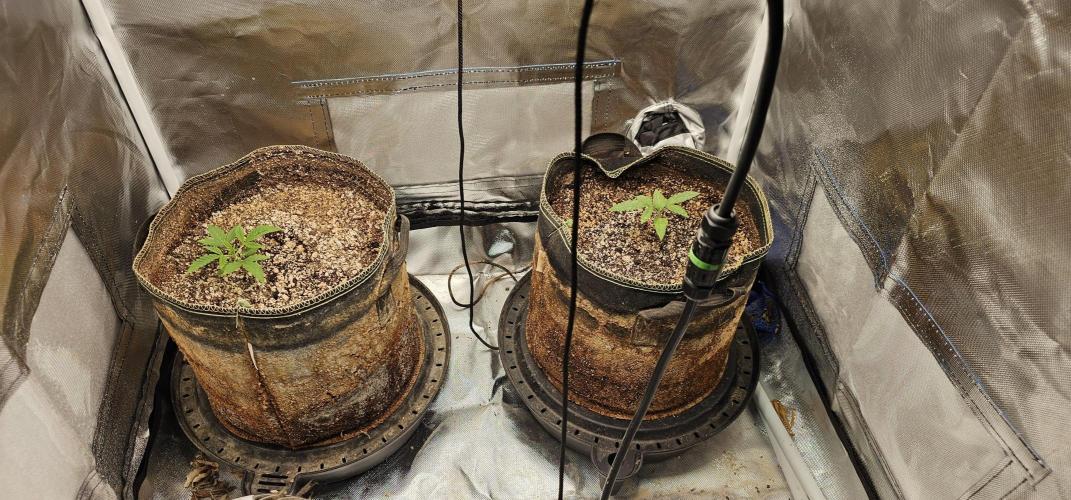 Mixed Purples. Week 1