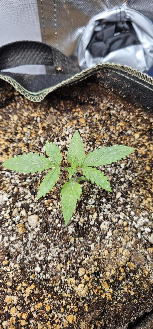 Mixed Purples. Week 1