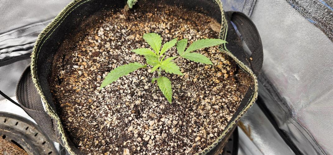 Mixed Purples. Week 2 - Cinderella Purple 