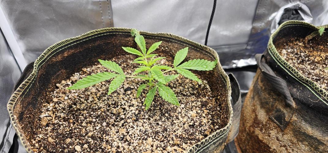 Mixed Purples. Week 2 - Gazzurple 