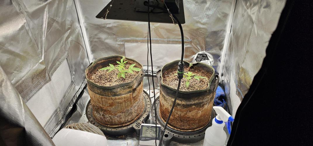 Mixed Purples. Week 2