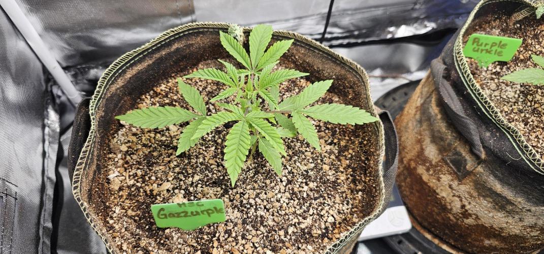 Mixed Purples. Week 2 - Gazzurple 
1/19/2026