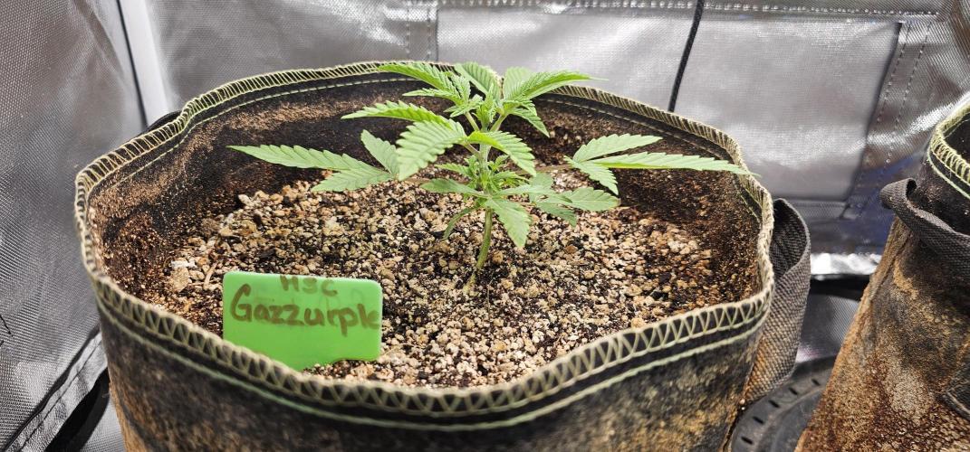 Mixed Purples. Week 2 - Gazzurple 
1/19/2026