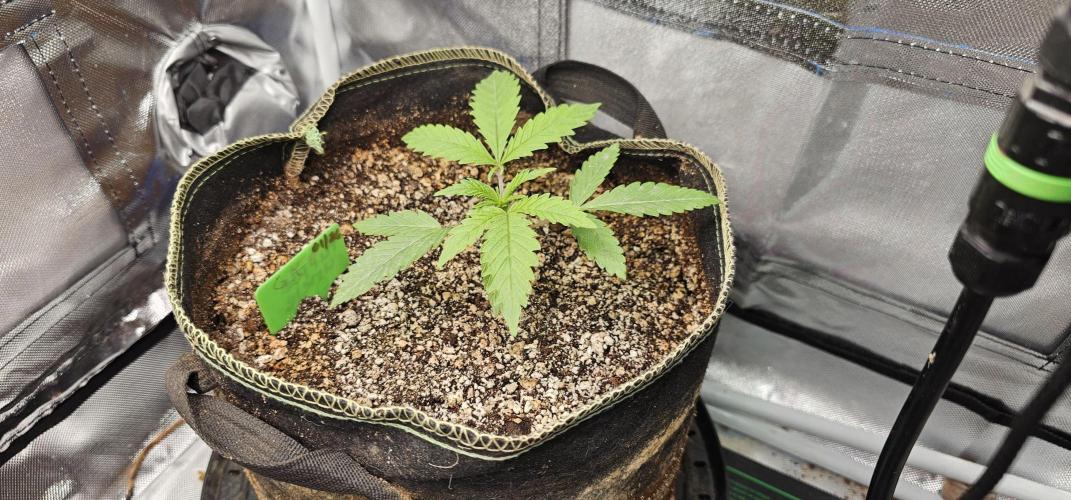 Mixed Purples. Week 2 - Cinderella Purple
1/19/2026
