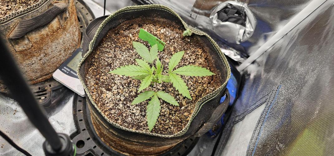 Mixed Purples. Week 2 - Cinderella Purple
1/19/2026