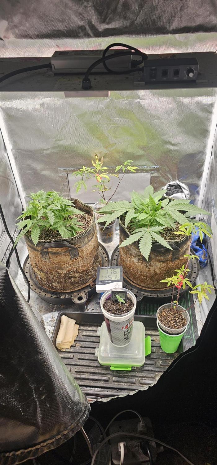 Mixed Purples. Week 3 - January 29th