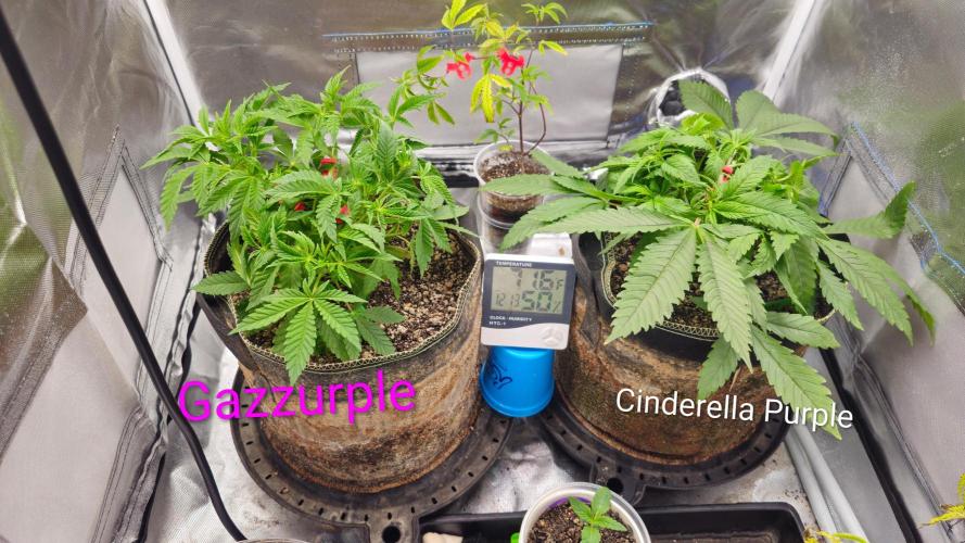 Mixed Purples. Week 4