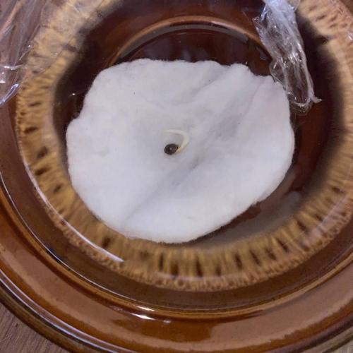 Stealth. Attempt №2. Week 0 - After one day, a root appeared