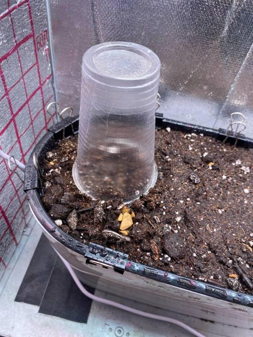 Stealth. Attempt №2. Week 0 - I prepared the soil, lightly moistened it with a spray bottle, and planted the s