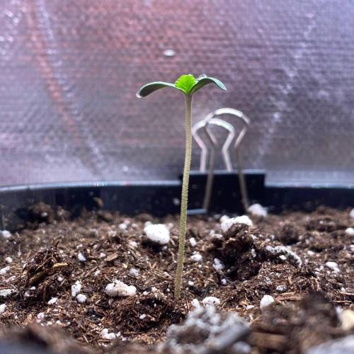 Stealth. Attempt №2. Week 0