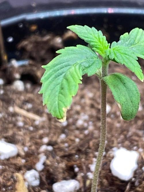 Stealth. Attempt №2. Week 1