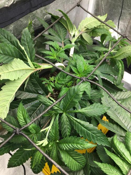 Varieties of mimosa. Week 1