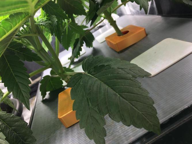 Varieties of mimosa. Week 1 - NFT