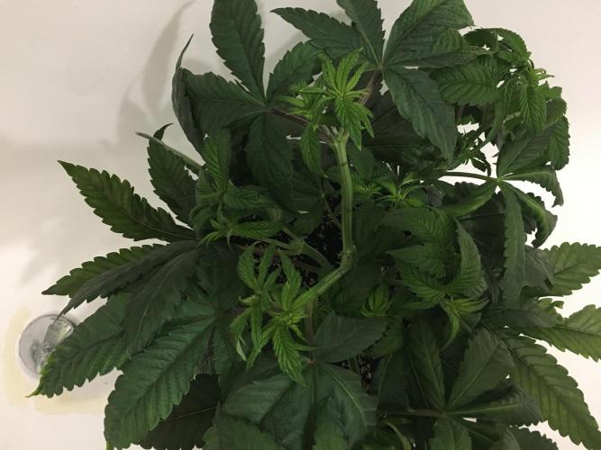 Varieties of mimosa. Week 1