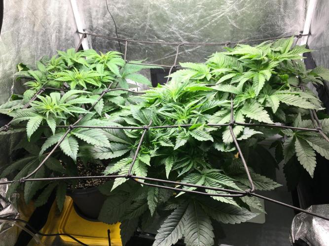 Varieties of mimosa. Week 2 - Day 8 