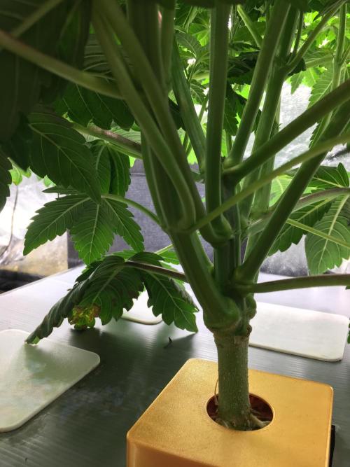 Varieties of mimosa. Week 2