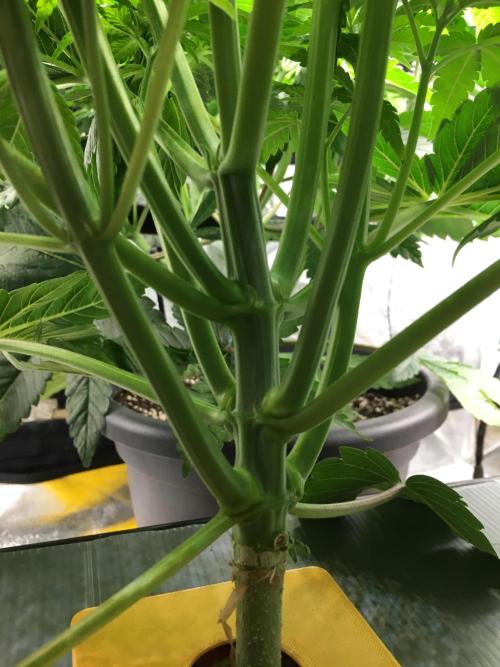 Varieties of mimosa. Week 2