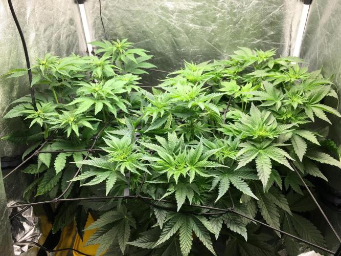 Varieties of mimosa. Week 2