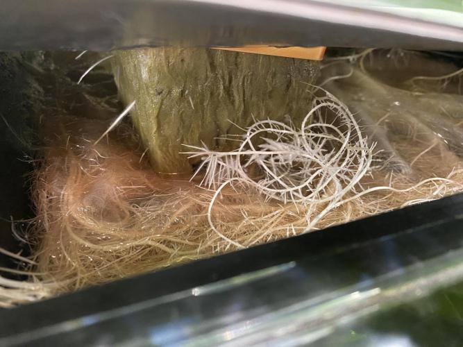 Varieties of mimosa. Week 2