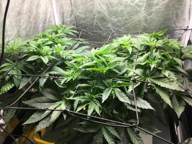 Varieties of mimosa. Week 2 - Day 