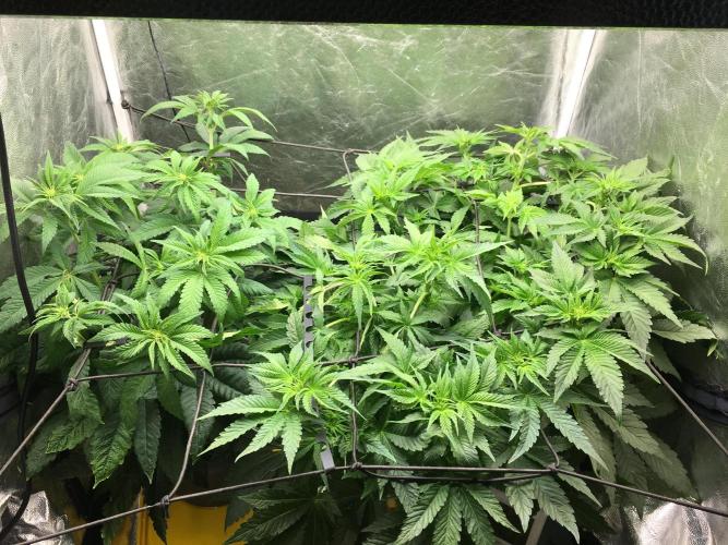 Varieties of mimosa. Week 2 - Day 13