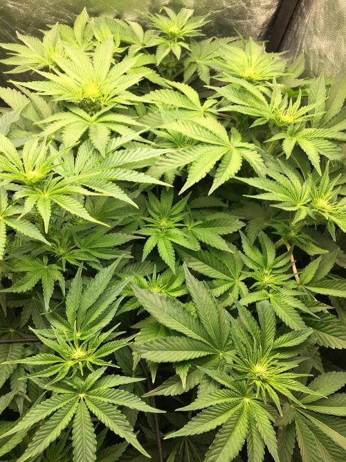 Varieties of mimosa. Week 3