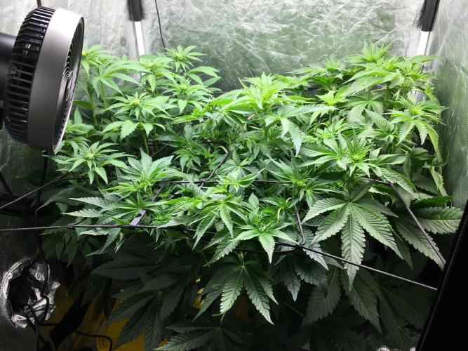 Varieties of mimosa. Week 3