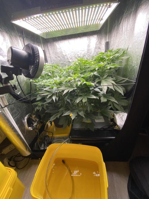 Varieties of mimosa. Week 3 - Regular changing of the solution is key in hydroponics