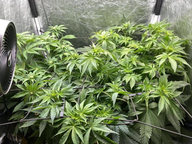 Varieties of mimosa. Week 3