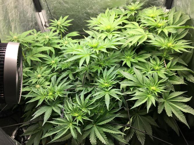 Varieties of mimosa. Week 3