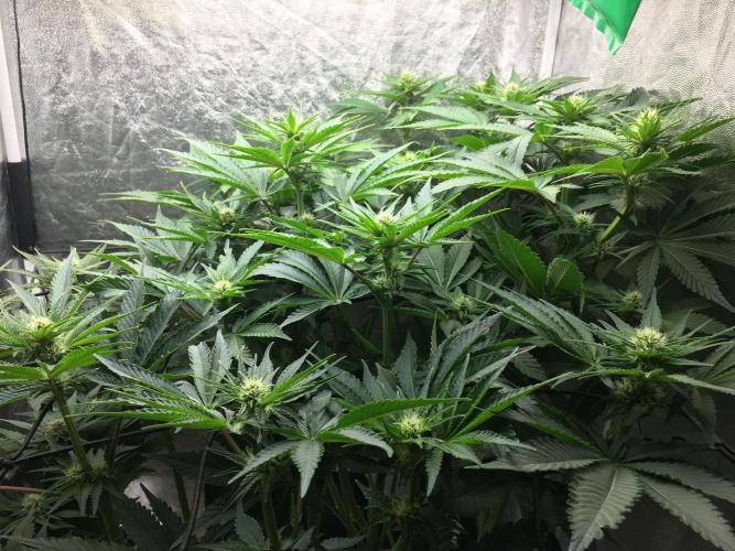 Varieties of mimosa. Week 4