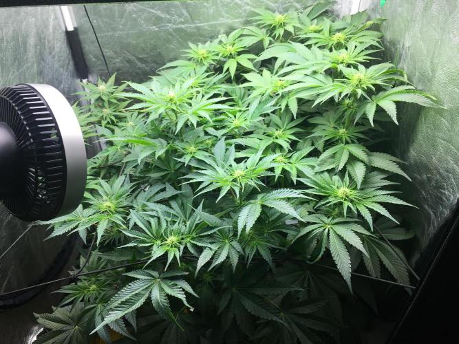 Varieties of mimosa. Week 4 - Beforedefoliation