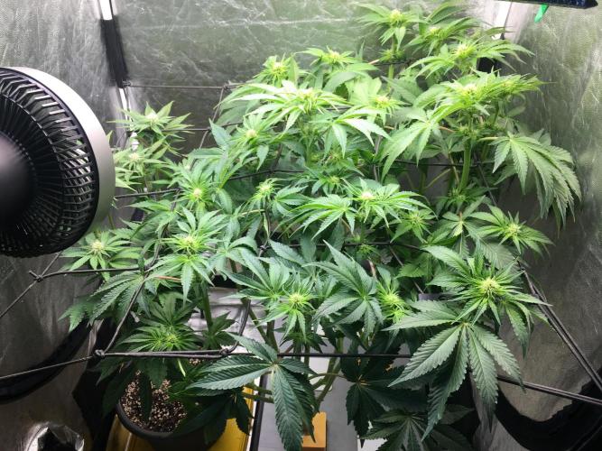 Varieties of mimosa. Week 4 - After defoliation