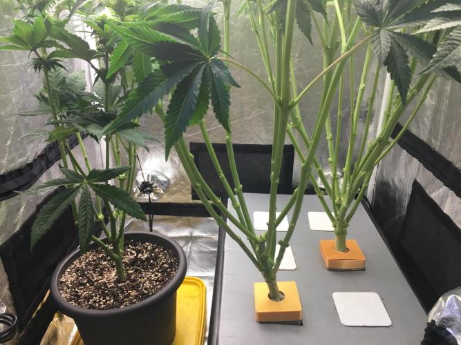 Varieties of mimosa. Week 4 - After defoliation