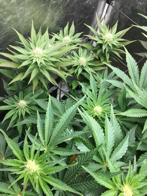 Varieties of mimosa. Week 4