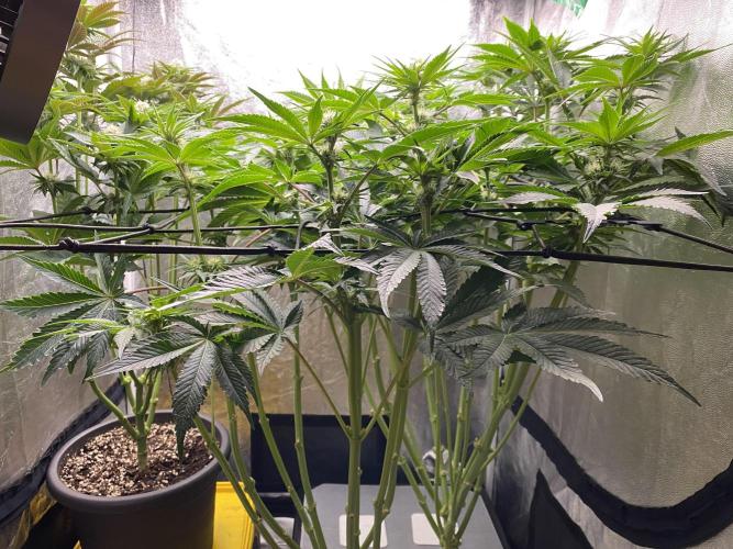 Varieties of mimosa. Week 4