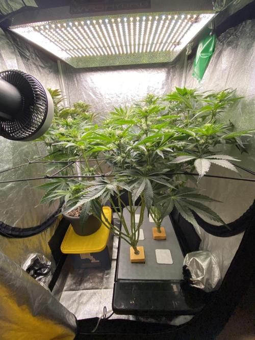 Varieties of mimosa. Week 4