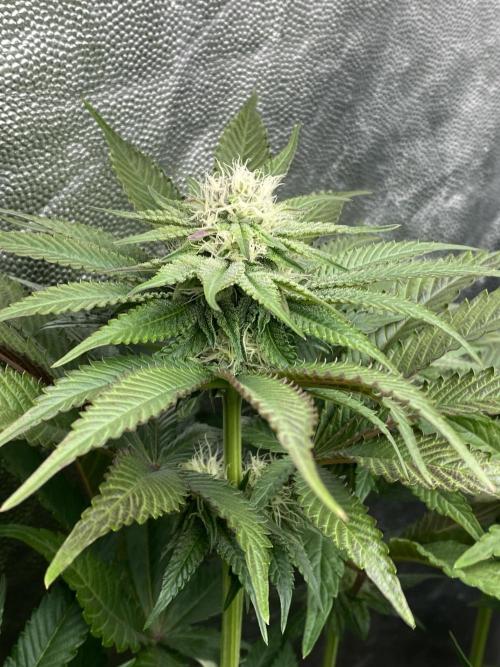 Varieties of mimosa. Week 4