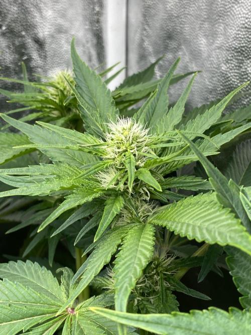 Varieties of mimosa. Week 4