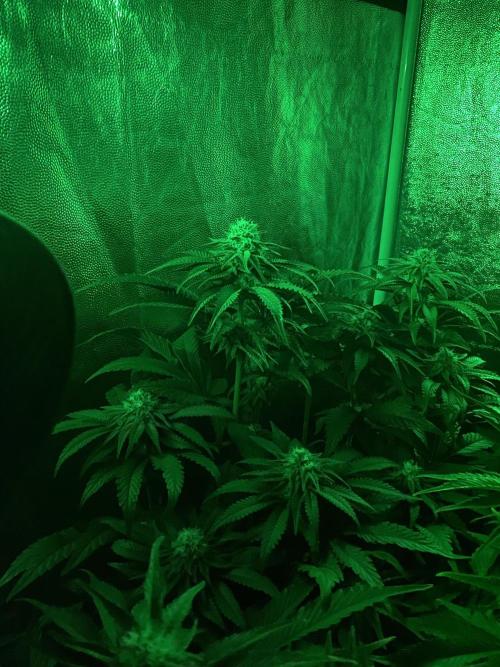 Varieties of mimosa. Week 5 - Mimosa (rqs)