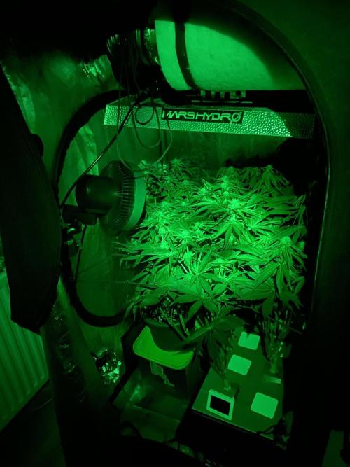 Varieties of mimosa. Week 5 - The whole thing at night under green lighting