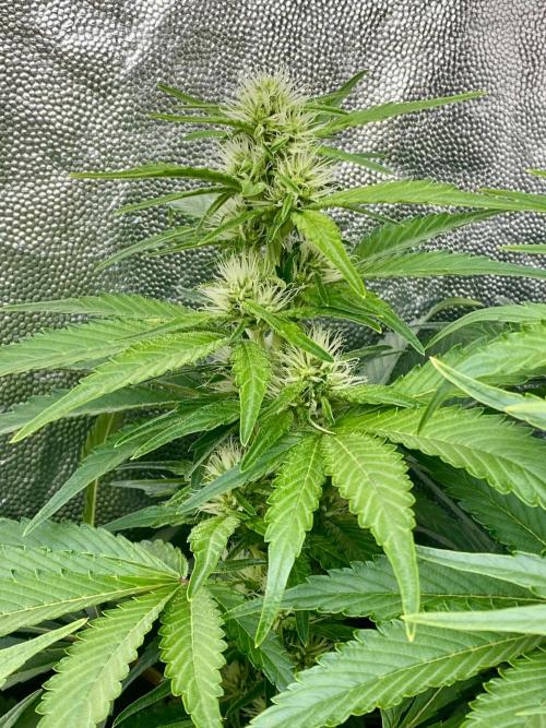 Varieties of mimosa. Week 5 - Mimosa x Orange Punch  (Barney's farm)