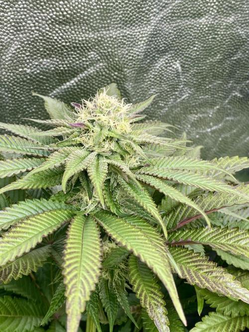 Varieties of mimosa. Week 5 - Mimosa (rqs)