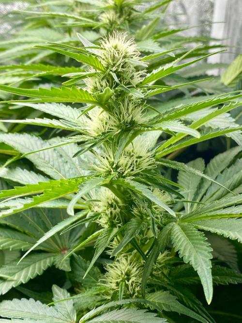 Varieties of mimosa. Week 5 - Mimosa x Orange Punch  (Barney's farm)