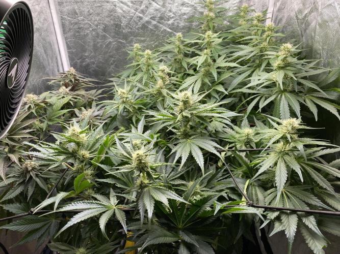 Varieties of mimosa. Week 5